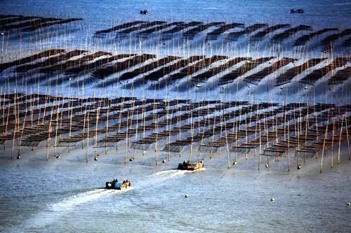 海苔種植