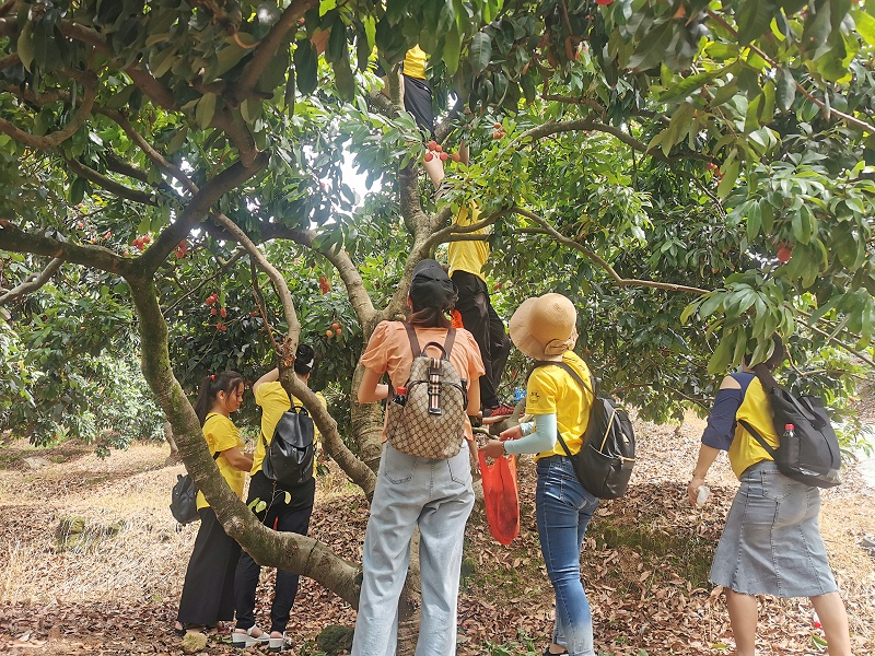 端午福利！嘉友食品組織摘荔枝活動