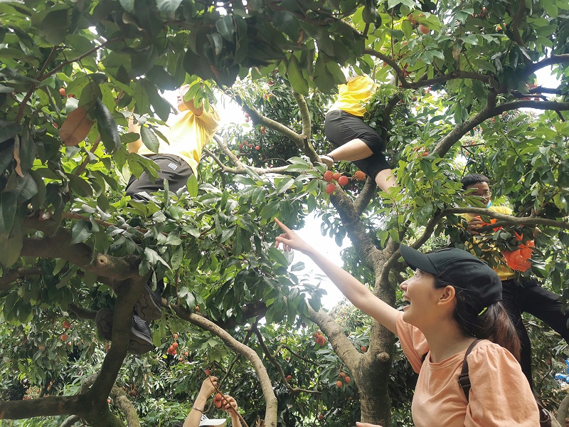 端午福利！嘉友食品組織摘荔枝活動